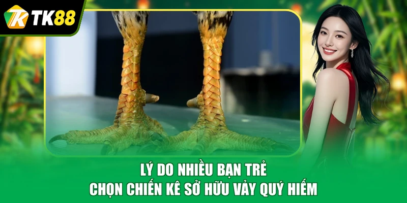 Lý do nhiều bạn trẻ chọn chiến kê sở hữu vảy quý hiếm
